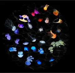 Night Jellyfish