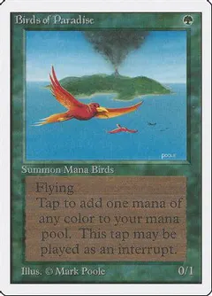Birds of Paradise