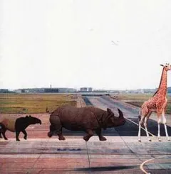 André Kraml – Safari (Vinyl, 12")