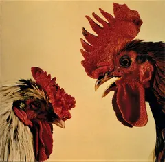 Khan – No Comprendo (CD, Album)