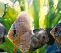 Ratcat – Holiday (CD, EP)