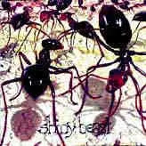 Shiny Beast (2) – Shiny Beast (CD, Maxi-Single)