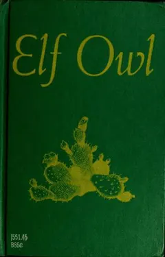 Elf Owl by Mary Buff